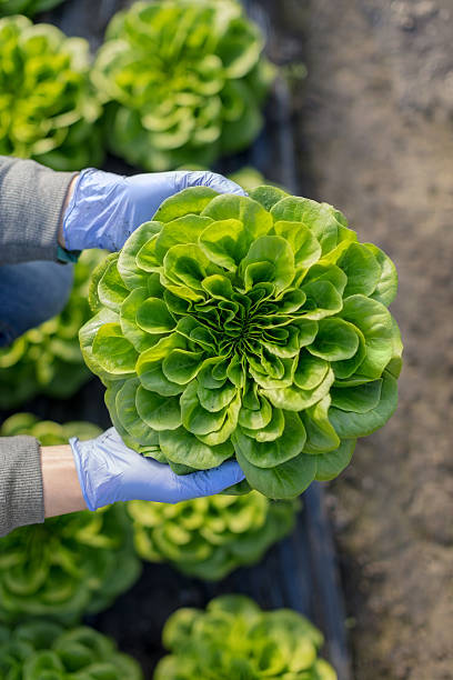 bio-gemüse farm - hydroponics vegetable lettuce greenhouse stock-fotos und bilder