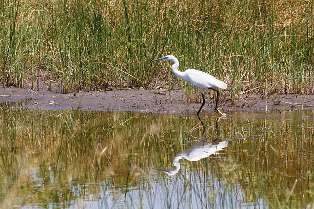 istock bird Great egret, okavango, Botswana, Africa 639684016