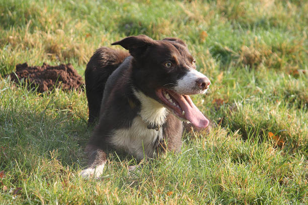 istock Handsome red and white border collie sheepdog lying on grass 639684018