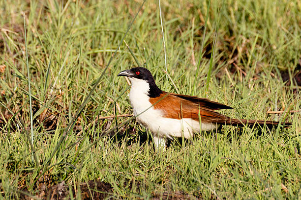 istock bird coppery-tailed coucal, Okavango, Botswana Africa 639684426