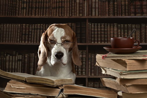 The very smart dog studying old books