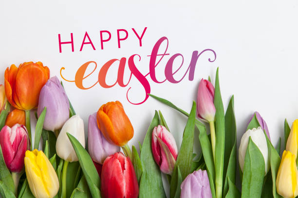 istock Fresh tulips on a white background 639685246