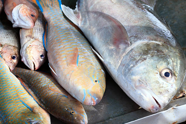 istock Freshly caught fish at the market 639685406
