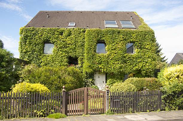 family home real estate with ivy in summer family home with many ivy parthenocissus stock pictures, royalty-free photos & images