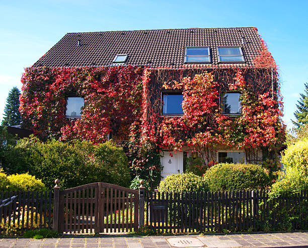 family home real estate with ivy in autumn family home with many ivy in autumn Boston Ivy stock pictures, royalty-free photos & images