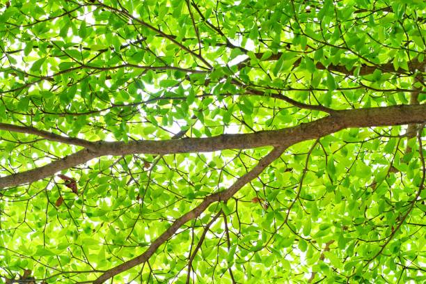 istock Terminalia ivorensis Chev, shade under the tree 639686500