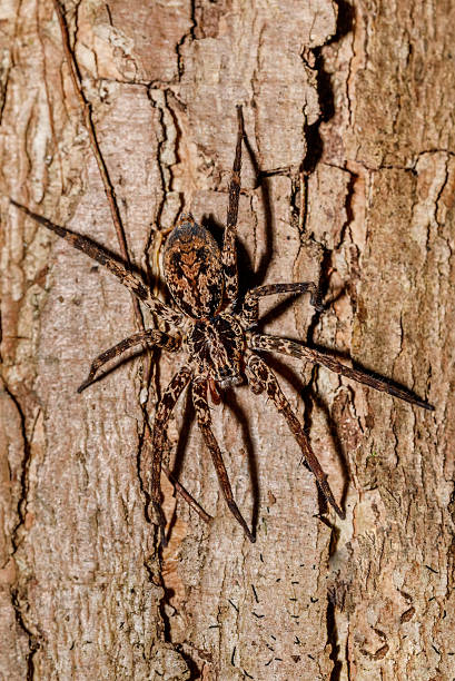 istock huntsman spider on tree trunk Madagascar 639686554