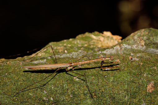 Big brown female of praying mantis on green leaf, Nosy Mangabe national park, Madagascar