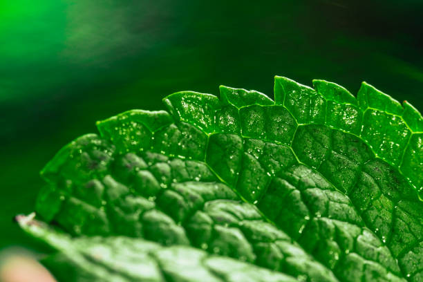 Fresh green mint close-up on a dark green background.