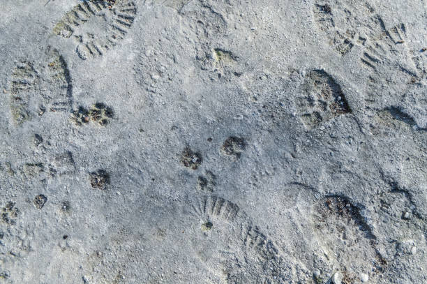 istock human and animal footprints on grunge concrete 639691854