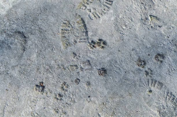 istock human and animal footprints on grunge concrete 639692968