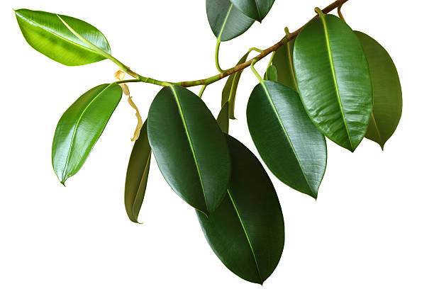 Ficus Ficus branch on white background. tropical tree stock pictures, royalty-free photos & images