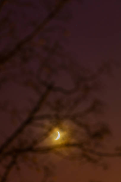 istock Silhouettes of tree branches and Moon on evening sky. 639695210