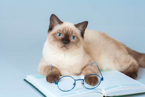Cute business clever cat with glasses, lying on the notebook (book)