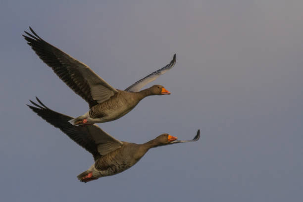 istock Greylag Goose (Anser anser) in flight 639695908