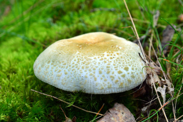 russula virescens - virescens 뉴스 사진 이미지