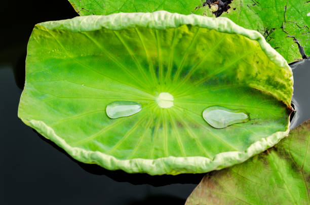 istock lotus leaf with water drops 639698320
