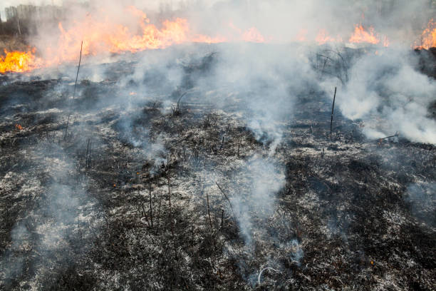 istock Big fire in the field. 639698656