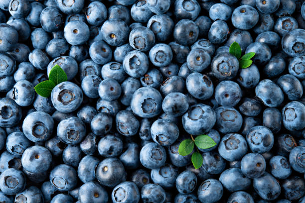 istock Blueberry. Fresh organic berries macro. Fruit background 639699762