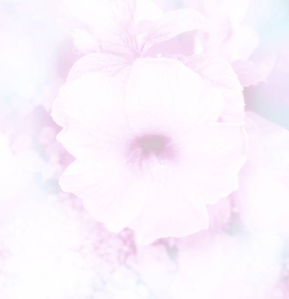 istock abstract blurred beautiful Hibiscus in soft color 639702082