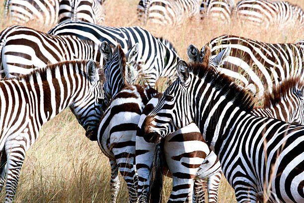 istock Zebras at Savannah 639702218