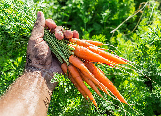 istock Carrots  in man's hand. 639703210
