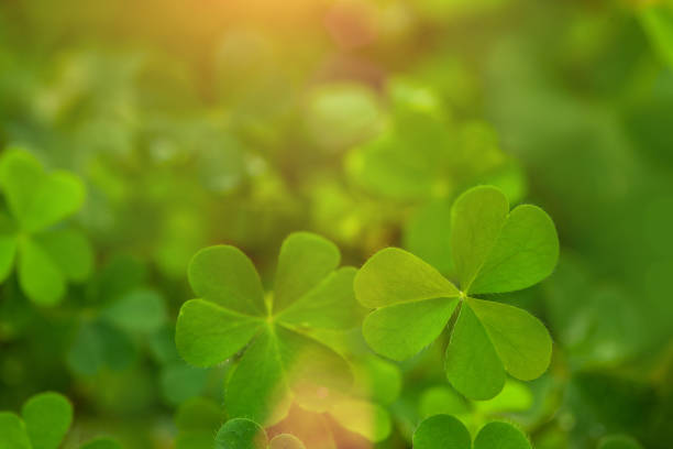 istock clover leaf in lens flare for background 639703356