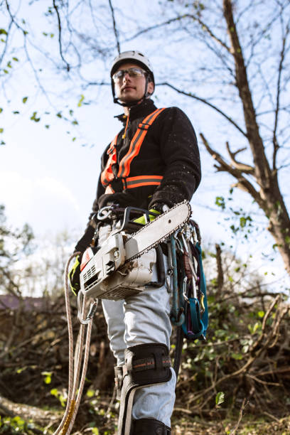 istock Lumberjack with chainsaw and harness going to prune a tree. 639703452