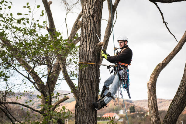 istock Lumberjack with saw and harness pruning a tree. 639704422