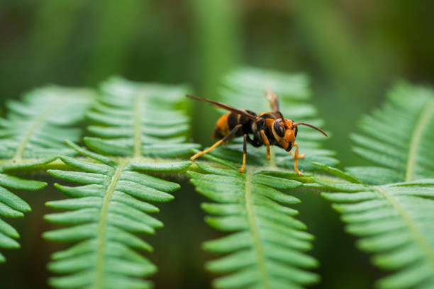 Wasp stock photo