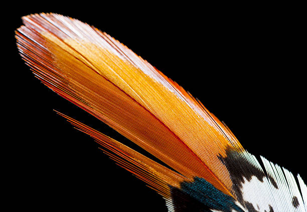 istock Lady Amherst's pheasant feather 639705102