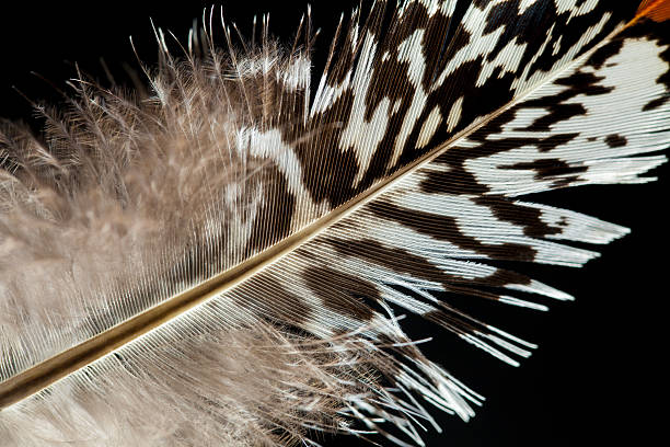 istock Lady Amherst's pheasant feather 639705490