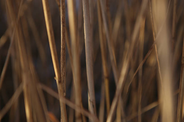 istock Dry reed straw background in winter. 639706968