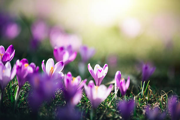 Crocus Flowers Mountain meadow full of blooming crocus flowers. saffron plant stock pictures, royalty-free photos & images
