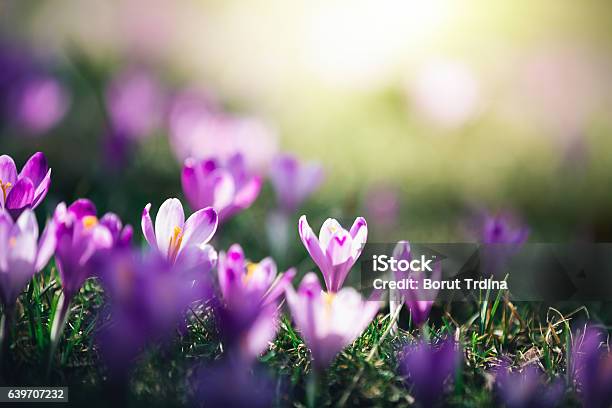 Crocus Flowers Stock Photo - Download Image Now - Crocus, Springtime, Flower