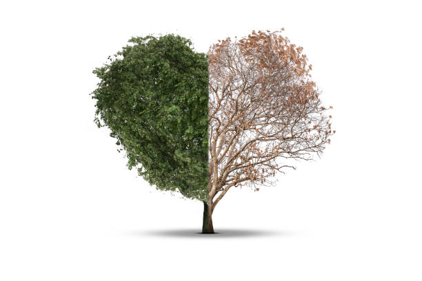 istock Tree heart death in half isolated on a white background 639707890