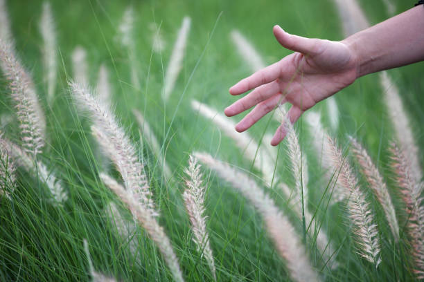 woman hand touching reeds grass