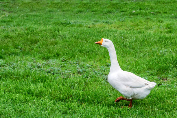 istock Domestic geese on traditional farm 639710014