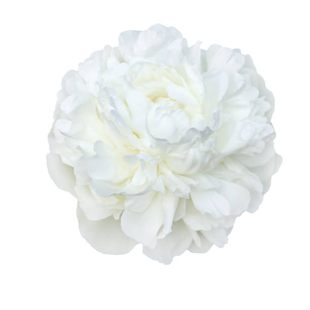istock pale white peonies isolated on white background 639710024