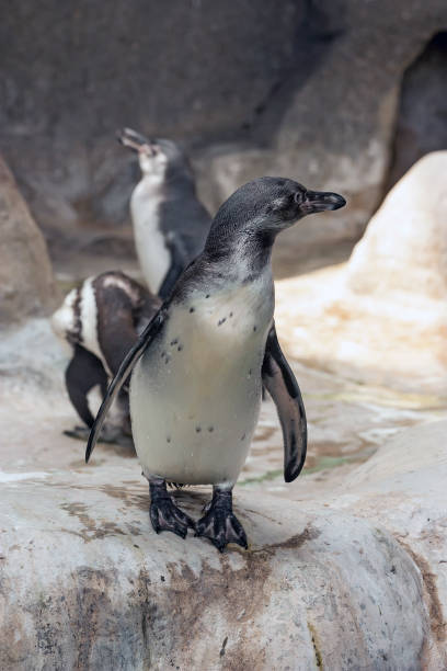 istock Humbold penguin or Spheniscus humboldti 639710118
