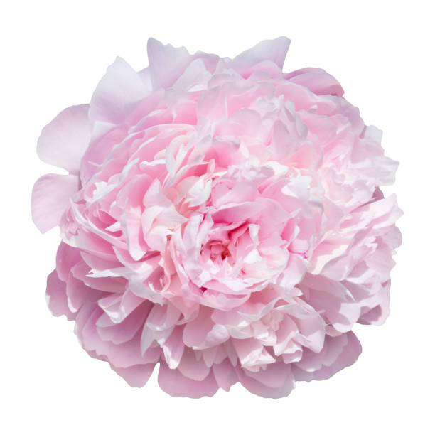 istock pale pink peonies isolated on white background 639710316