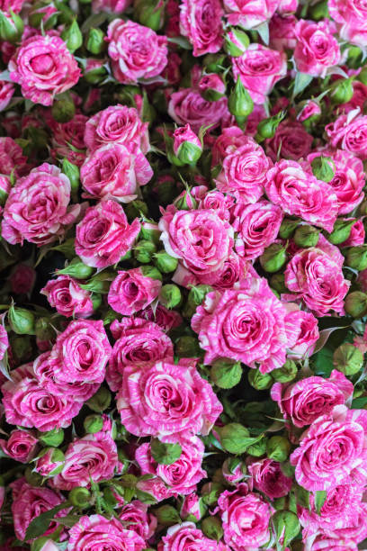 istock Close-up view of rose buds 639710728