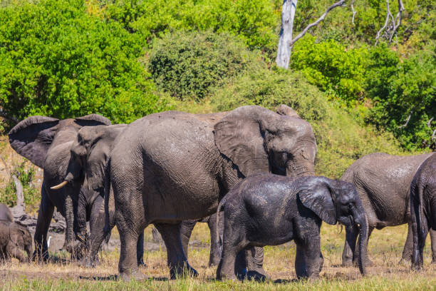 istock African elephants at watering 639711108