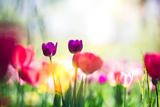 istock Meadow With Colorful Tulips 639711176