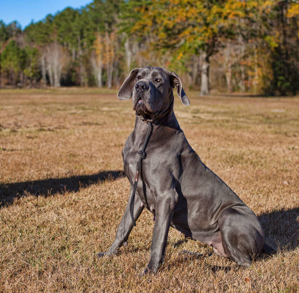 istock Great Dane sitting in a field 639711946