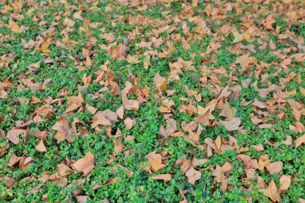 the fallen autumn leaves on grass in sunny