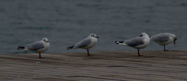 istock line of small white birds 639715544