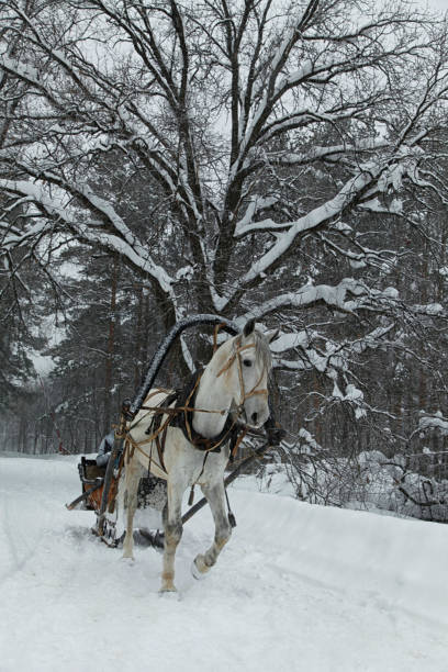 istock White horse in harness on the forest road in winter 639717810