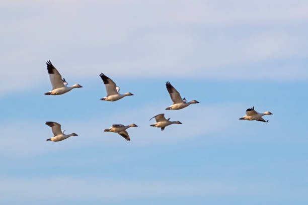 istock Birds snow geese flock flying 639721402