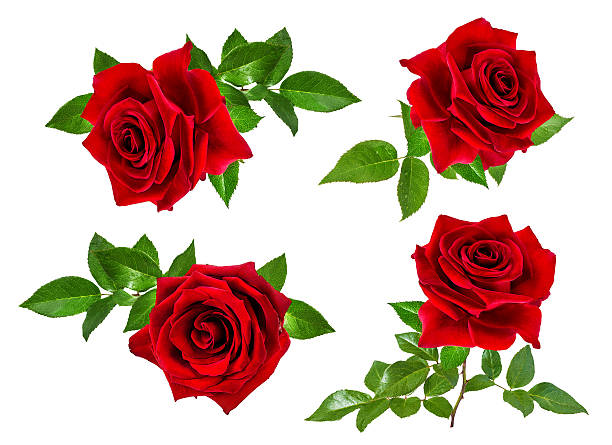 istock rose isolated on the white 639721576
